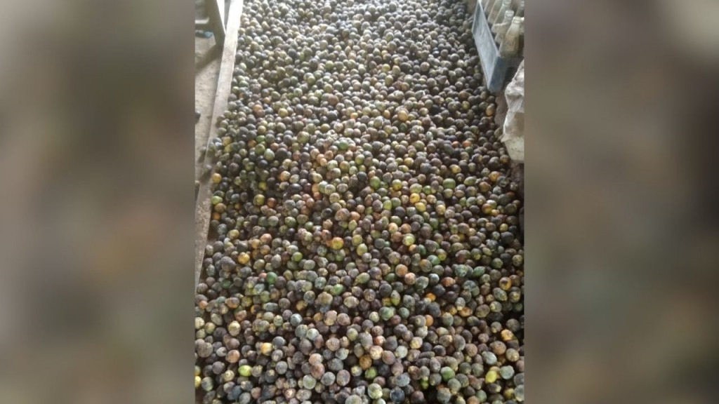 Arecanut growers in Sindhudurg facing financial crisis