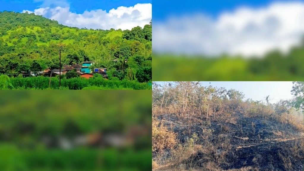 Forest fire burning across hills in Konkan during summer