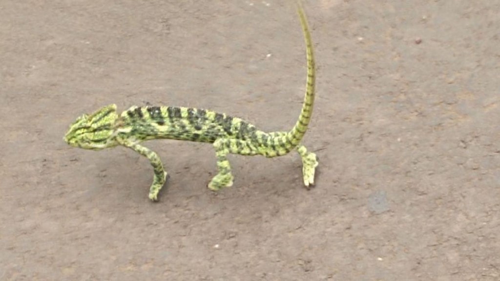 Color Changing Chameleon Lizard 