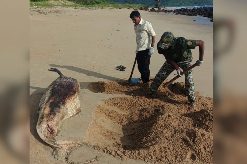 #kokansadlive#news update#konkan update#devgad#beach#dead dolphin
