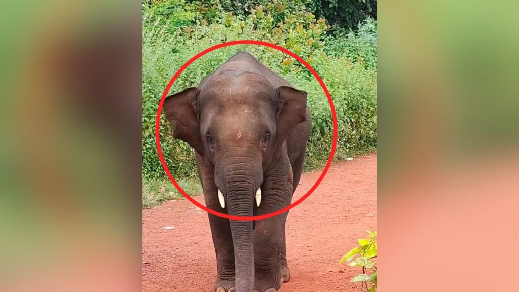 Omkar elephant torch Attack