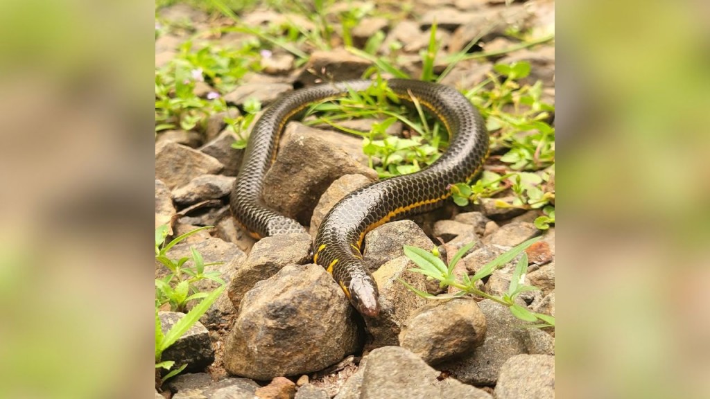Bombay Shieldtail Snake Spotted in Kudase