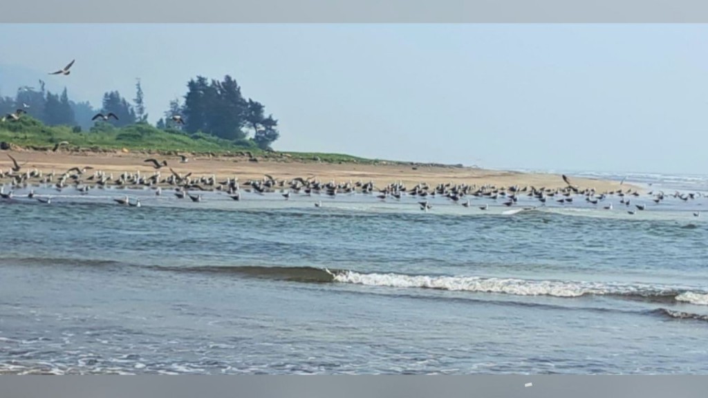 Migratory Birds Arrive Early at Harnai-Palande Beach
