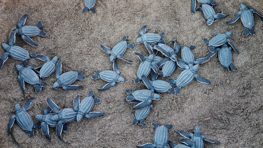Olive Ridley sea turtle nest protected at Guhagar beach in Ratnagiri