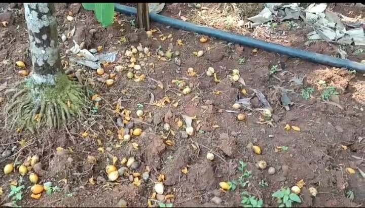 https://kokansadlive.com/uploads/article/sml_16397_pic_20250106.1739.jpg