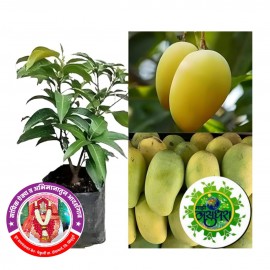 https://kokansadlive.com/uploads/article/sml_21640_pic_20250809.1520.jpg