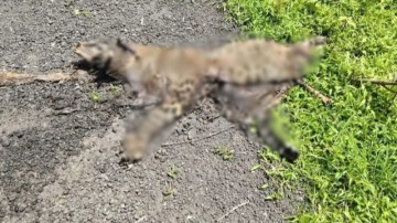 https://kokansadlive.com/uploads/article/sml_34230_pic_20260930.1957.jpg